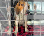 Small #5 Beagle