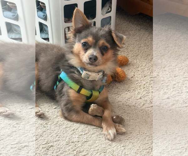Medium Photo #1 Chihuahua-Unknown Mix Puppy For Sale in Greenville, SC, USA