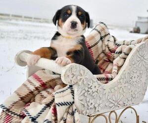 Greater Swiss Mountain Dog Puppy for sale in BELLEFONTE, PA, USA