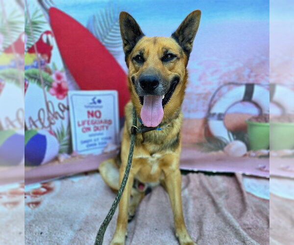 Medium Photo #2 German Shepherd Dog Puppy For Sale in Long Beach, CA, USA