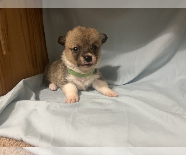 Medium Photo #3 Pembroke Welsh Corgi Puppy For Sale in ABSECON, NJ, USA