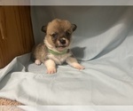 Small #2 Pembroke Welsh Corgi
