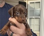 Puppy Puppy 2 Dachshund