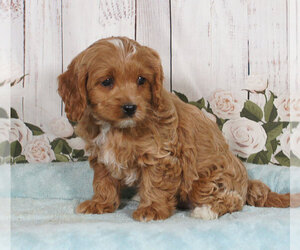 Cavapoo Puppy for sale in PENNS CREEK, PA, USA