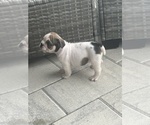 Small Photo #15 English Bulldog Puppy For Sale in WEEKI WACHEE, FL, USA