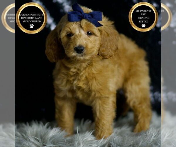 Medium Photo #1 Goldendoodle (Miniature) Puppy For Sale in WARSAW, IN, USA