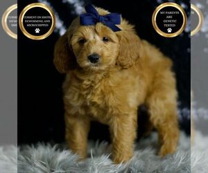 Medium Goldendoodle (Miniature)