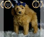 Puppy Cody F1BB Goldendoodle (Miniature)