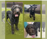 Small Labradoodle