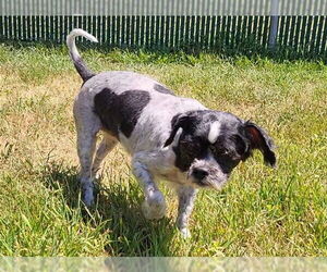 Shih Tzu Dogs for adoption in Springfield, MA, USA