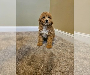 Cavapoo Puppy for sale in INDIANAPOLIS, IN, USA