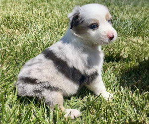 Medium Australian Shepherd