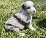 Puppy 3 Australian Shepherd