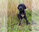 Small #1 Great Dane