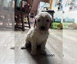 Puppy 5 Goldendoodle