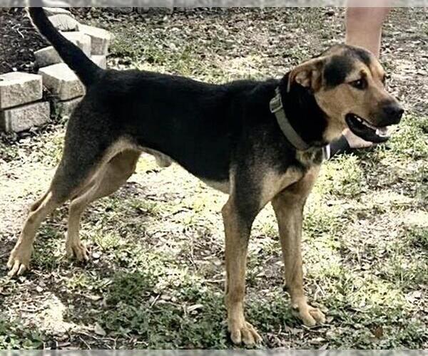Medium Photo #1 Rottweiler-Unknown Mix Puppy For Sale in Houston, TX, USA