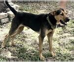 Small Rottweiler Mix