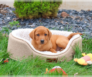 Labrador Retriever Puppy for sale in SYRACUSE, IN, USA
