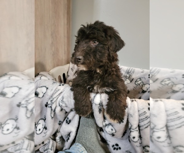 Medium Photo #12 Aussiedoodle Puppy For Sale in NEW YORK MILLS, MN, USA