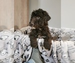 Small Photo #12 Aussiedoodle Puppy For Sale in NEW YORK MILLS, MN, USA