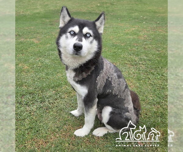 Medium Photo #1 Siberian Husky Puppy For Sale in Irvine, CA, USA