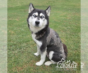 Siberian Husky Dogs for adoption in Irvine, CA, USA