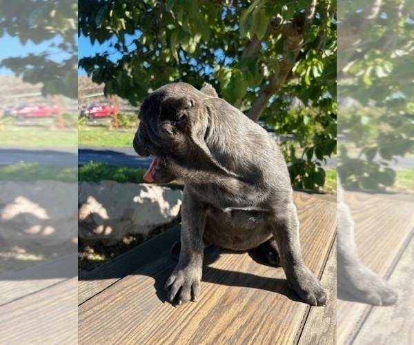 Medium Photo #3 Cane Corso Puppy For Sale in OCEANSIDE, CA, USA