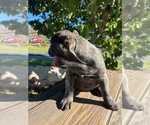 Small #2 Cane Corso
