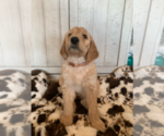 Small Photo #2 Goldendoodle Puppy For Sale in PORTERVILLE, CA, USA