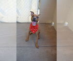 Small Boxer Mix