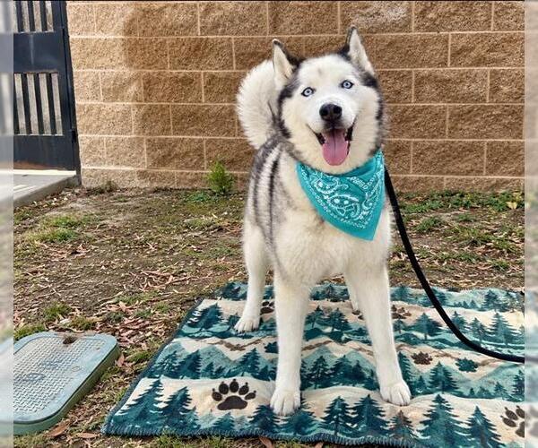 Medium Photo #2 Siberian Husky Puppy For Sale in Orange, CA, USA