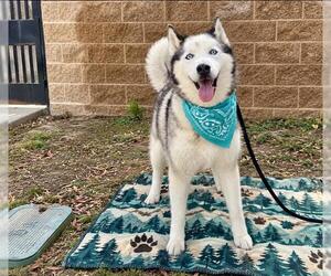 COCO - Male Siberian Husky Dog for Adoption - Photo #2