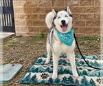 Small Photo #2 Siberian Husky Puppy For Sale in Orange, CA, USA