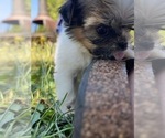 Small Photo #17 Shih Tzu Puppy For Sale in VENETA, OR, USA
