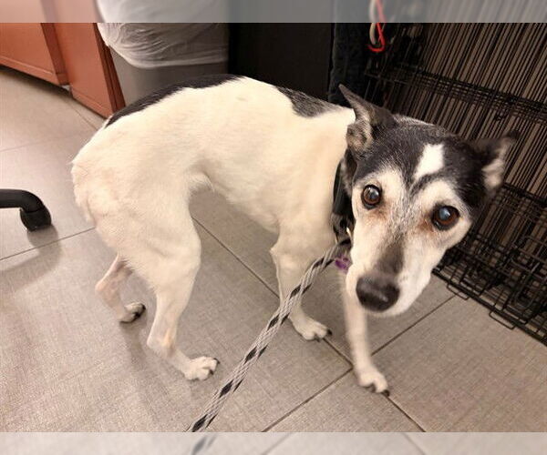 Medium Photo #1 Mutt Puppy For Sale in Rancho Cucamonga, CA, USA