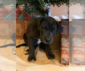 Great Dane Puppy for sale in BRIDGEWATER, NC, USA