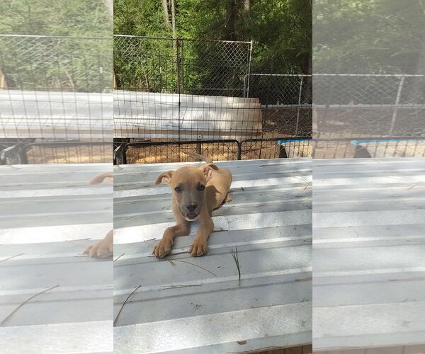 Medium Photo #2 Dachshund-Unknown Mix Puppy For Sale in Prentiss, MS, USA