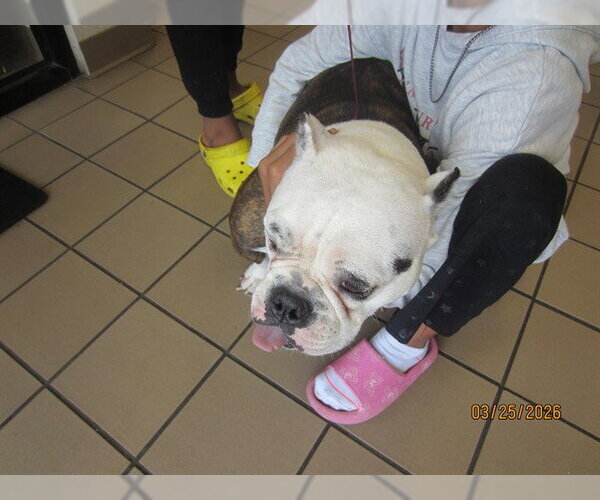 Medium Photo #1 American Pit Bull Terrier Puppy For Sale in Ocala, FL, USA