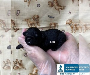Schnoodle (Miniature) Puppy for sale in WINNSBORO, LA, USA