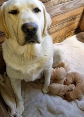 Mother of the Labrador Retriever puppies born on 04/12/2018
