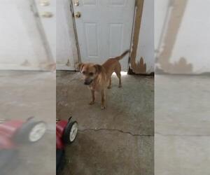 Shepradors Dogs for adoption in San Antonio, TX, USA