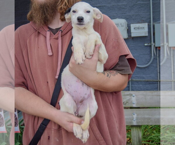 Medium Photo #4 German Shorthaired Pointer-Unknown Mix Puppy For Sale in Huntley, IL, USA