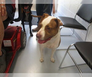 American Staffordshire Terrier-Unknown Mix Dogs for adoption in Ocala, FL, USA