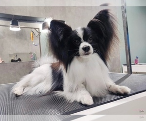 Father of the Papillon puppies born on 02/20/2026