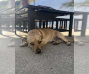 Canelo - Male Chiweenie Dog for Adoption - Photo #7