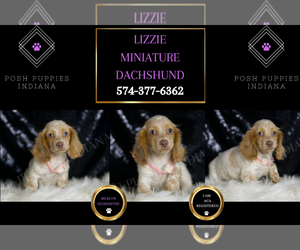 Dachshund Puppy for sale in WARSAW, IN, USA