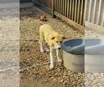 Small German Shepherd Dog Mix