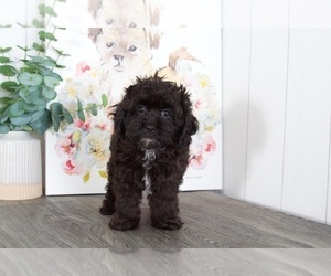 Cavapoo Puppy for sale in BEL AIR, MD, USA