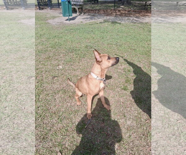 Medium Photo #5 Mutt Puppy For Sale in Holly Springs, NC, USA