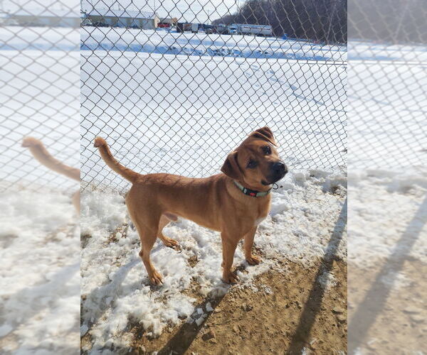 Medium Photo #12 Mutt Puppy For Sale in Evansville, IN, USA